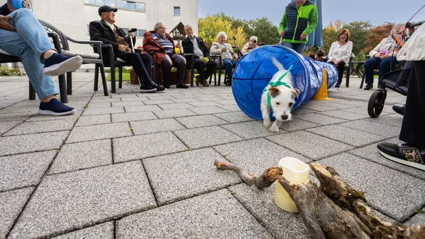 Auf dem Bild ist ein kleiner weißer Hund mit braunen Flecken zu sehen, der gerade durch einen blauen Tunnel läuft. Um den Hund herum sitzen mehrere ältere Menschen in einem Kreis auf Stühlen und beobachten ihn. Der Hintergrund zeigt eine Terrasse mit grauen Bodenplatten, Bäumen und einem Gebäude. Die Szene vermittelt Freude und Zusammenhalt bei einer Aktivität im Freien.